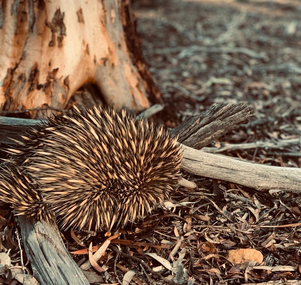 20220618 Echidna