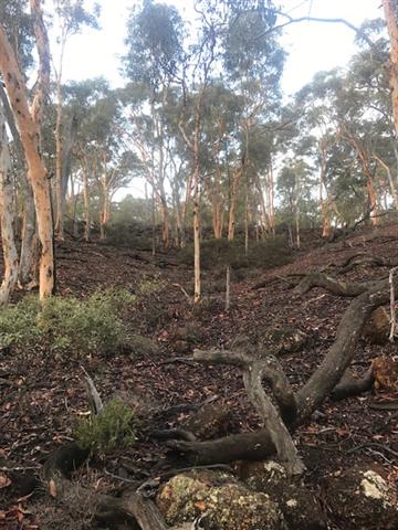 Pictire of Wandoo woodland